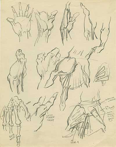 Natwick Anatomy Studies