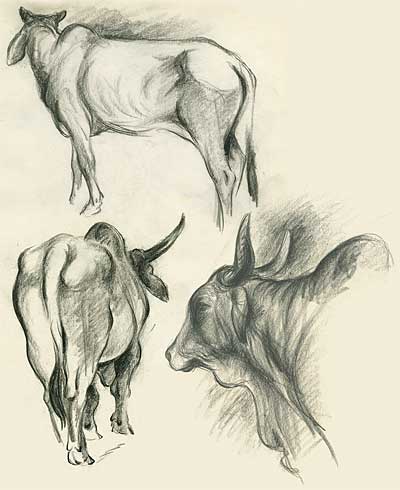 Clair Weeks Animal Studies