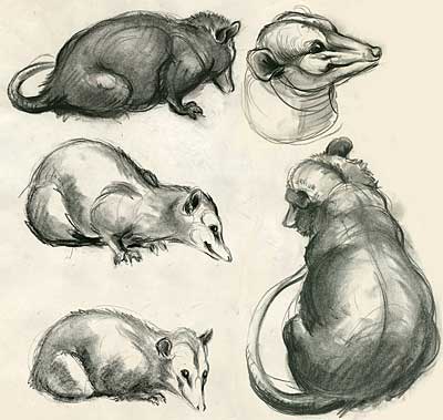 Clair Weeks Animal Studies