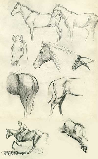 Clair Weeks Animal Studies